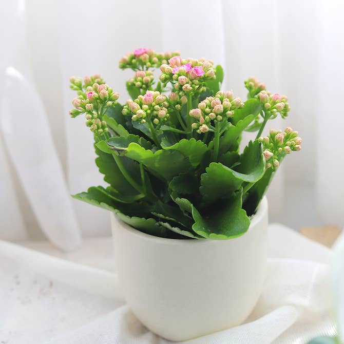 Kalanchoe blossfeldiana Calandiva Pink Succulent Live, Kalanchoe Flowering Plant for Home Office Decor, Kalanchoe Potted Succulent Gift Ideas