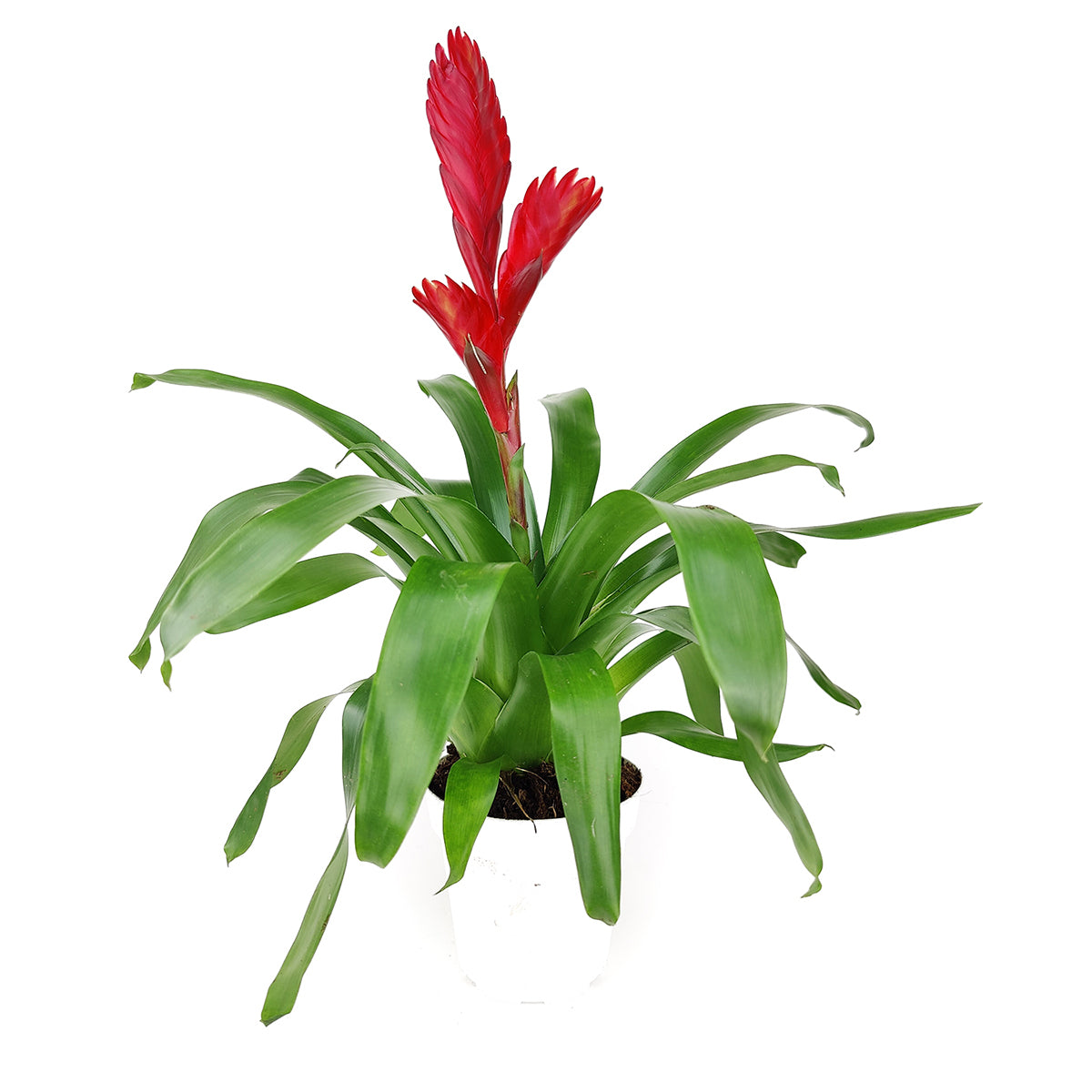 Vriesea Christiane, Flowering Houseplants, Easy Care Houseplants, Best Houseplant for Beginners