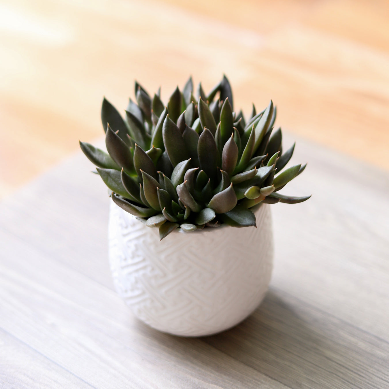 Echeveria Black Knight succulent in decorative planter, Black rosette succulent decor ideas