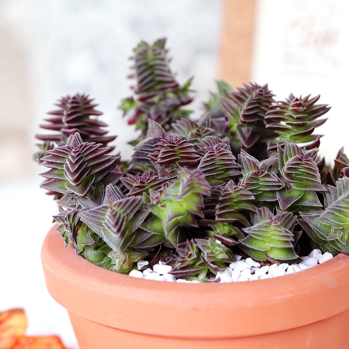 Crassula Pagoda Village Live succulent for sale, Christmas succulent gift ideas