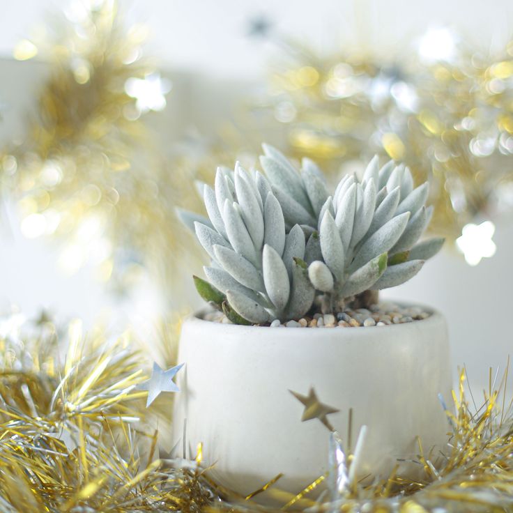 Senecio Cocoon Plant, Succulent Plant for sale, buy succulent online, Holiday decor ideas, Succulent gifts