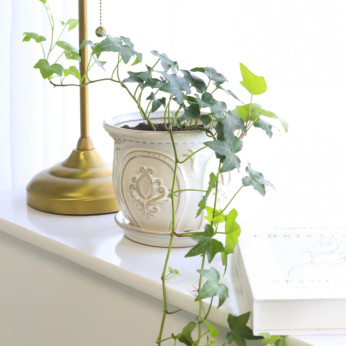 Ivy Hedera Plant, easy care and low light houseplant, best trailing plant for home and office, buy plants online cheap