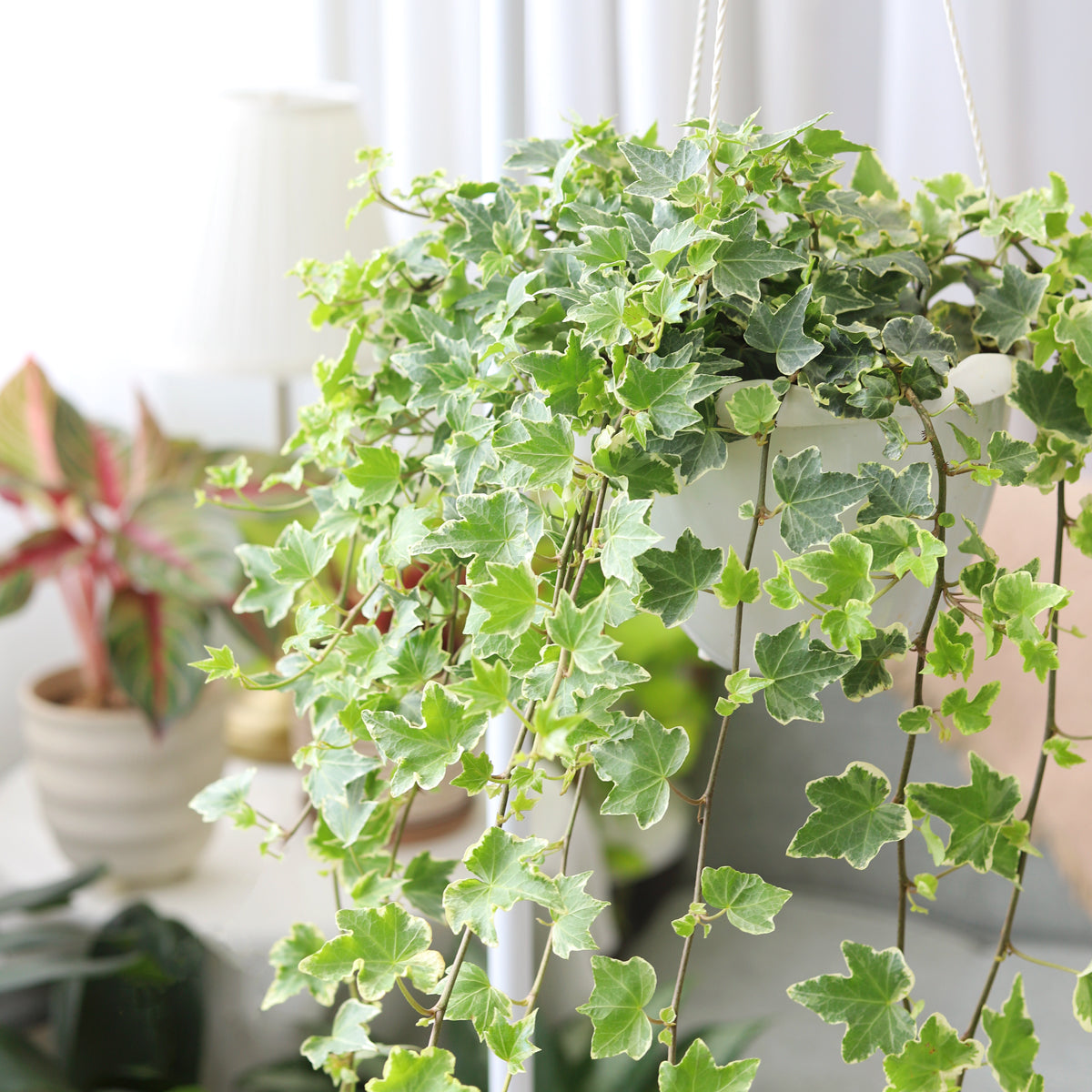 6 inch Glacier English Ivy houseplant for sale, Best hanging basket plant, Christmas houseplant decor ideas, best place to buy indoor plants online