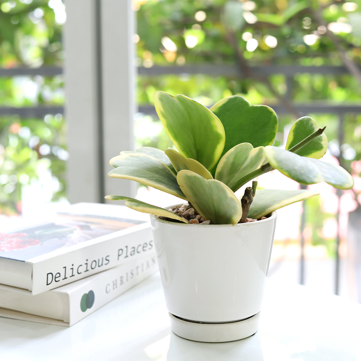 Variegated Trailing Hoya Kerrii Heart, 4inch Variegated Trailing Hoya Kerrii Heart, Variegated Trailing Hoya Kerrii Heart with ceramic pot