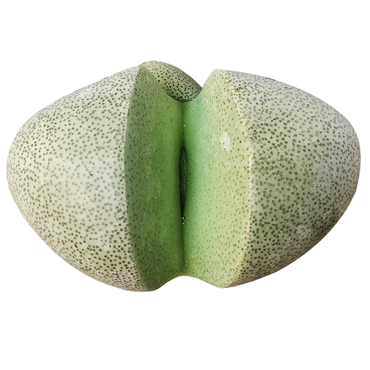 Pleiospilos nelii for sale, Rare succulents, indoor succulents, succulent subscription, succulent care tips, Succulents, monthly succulents, succulents store in CA, succulent care, Pleiospilos nelii in California, How to grow Pleiospilos nelii, rare succulents, rare succulents for sale, unique succulents, buy succulents online, rare succulent, succulent shop, unusual succulents, succulent store, succulents online