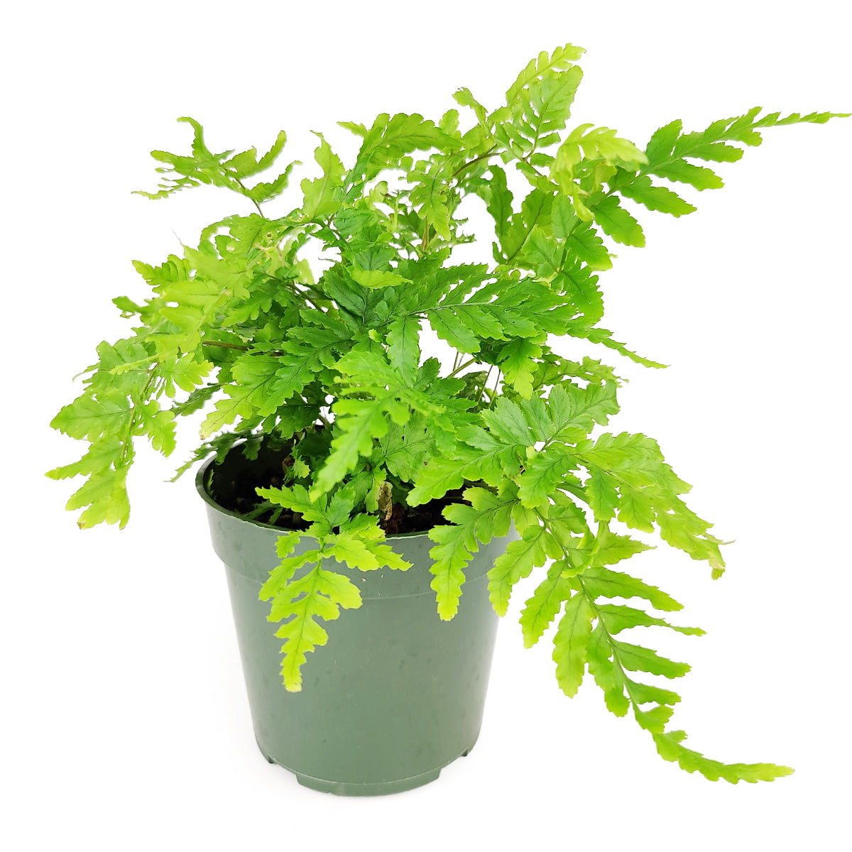 Autumn Fern, Dryopteris erythrosora, Japanese Shield Fern, Colorful Foliage Houseplants, Seasonal Ferns, Shady Houseplants, pest-free houseplant, best online nursery california