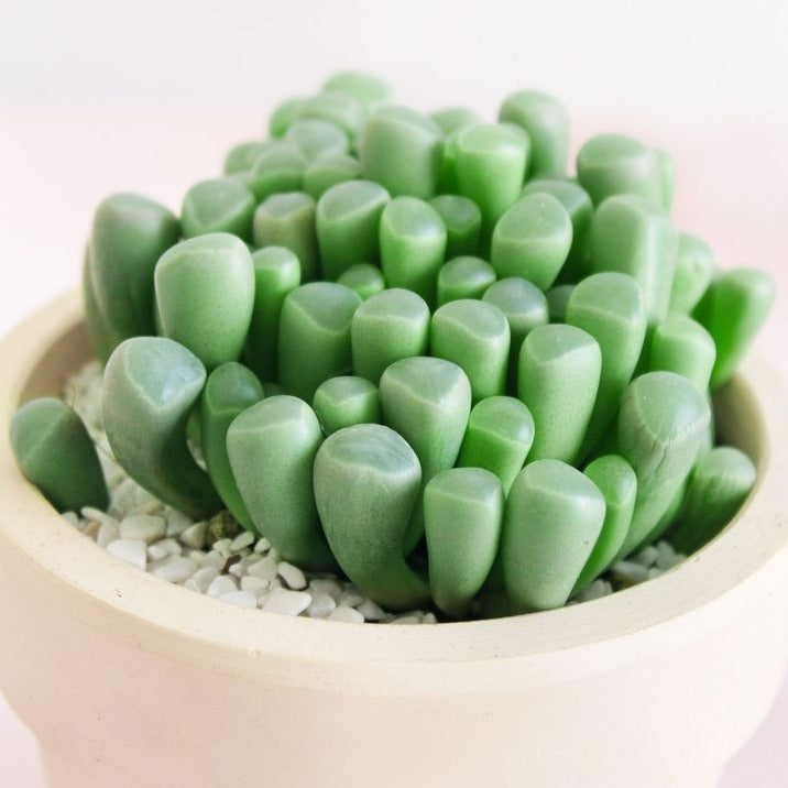 Baby Toes Fenestraria succulent in white ceramic pot, Unique succulent gift decoration