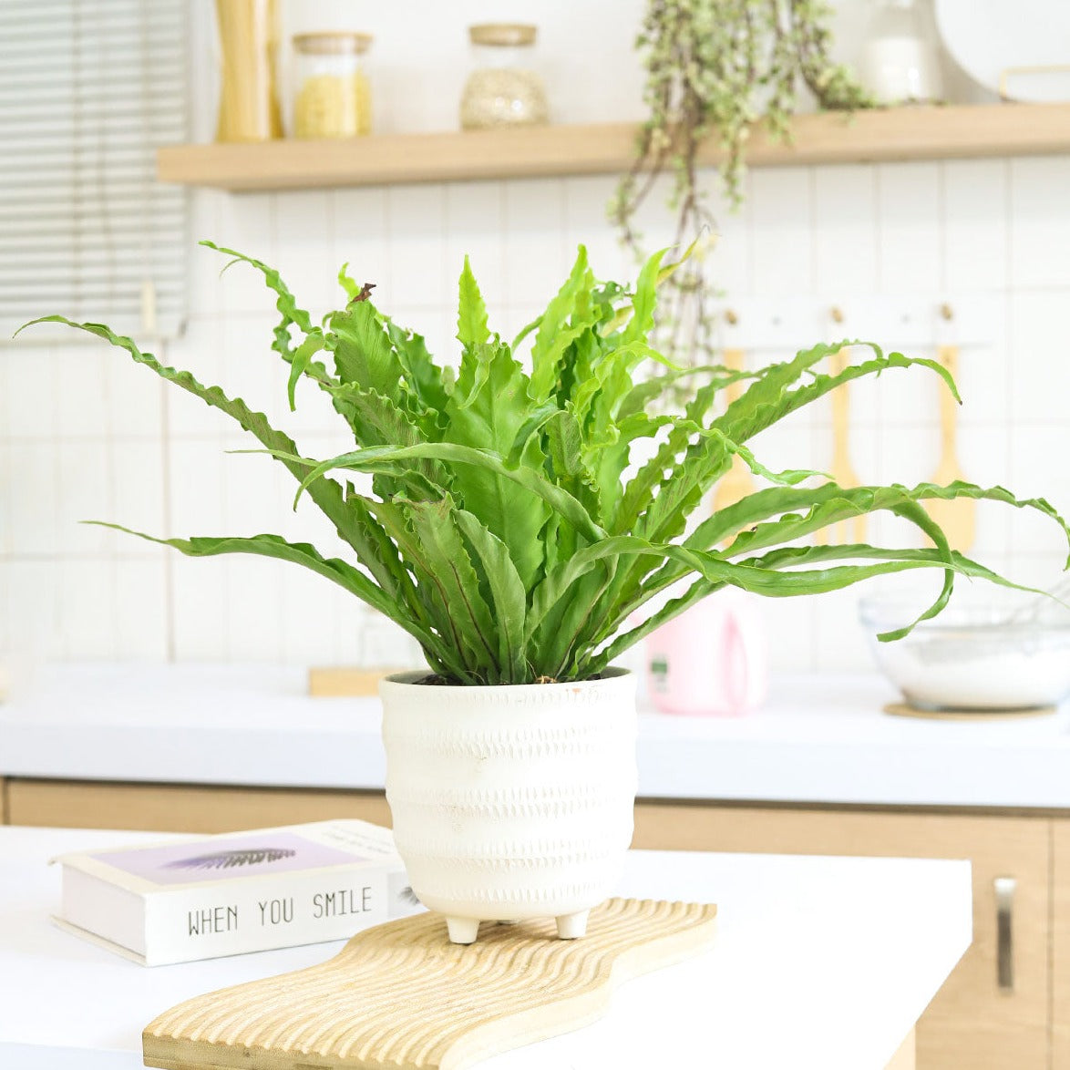 best place to buy house plants online, Bird's Nest Fern houseplant for sale, live plant as gift, houseplant decor ideas