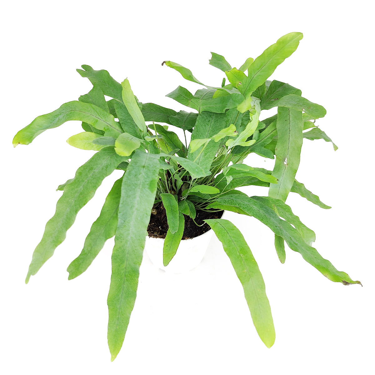 Blue Star Fern, Phlebodium aureum, Phlebodium aureum 'Star Fern', Indoor Houseplants, Blue Star Fern Care Tips, How to Grow Blue Star Fern, buy Blue Star Fern online, best place to buy house plants online