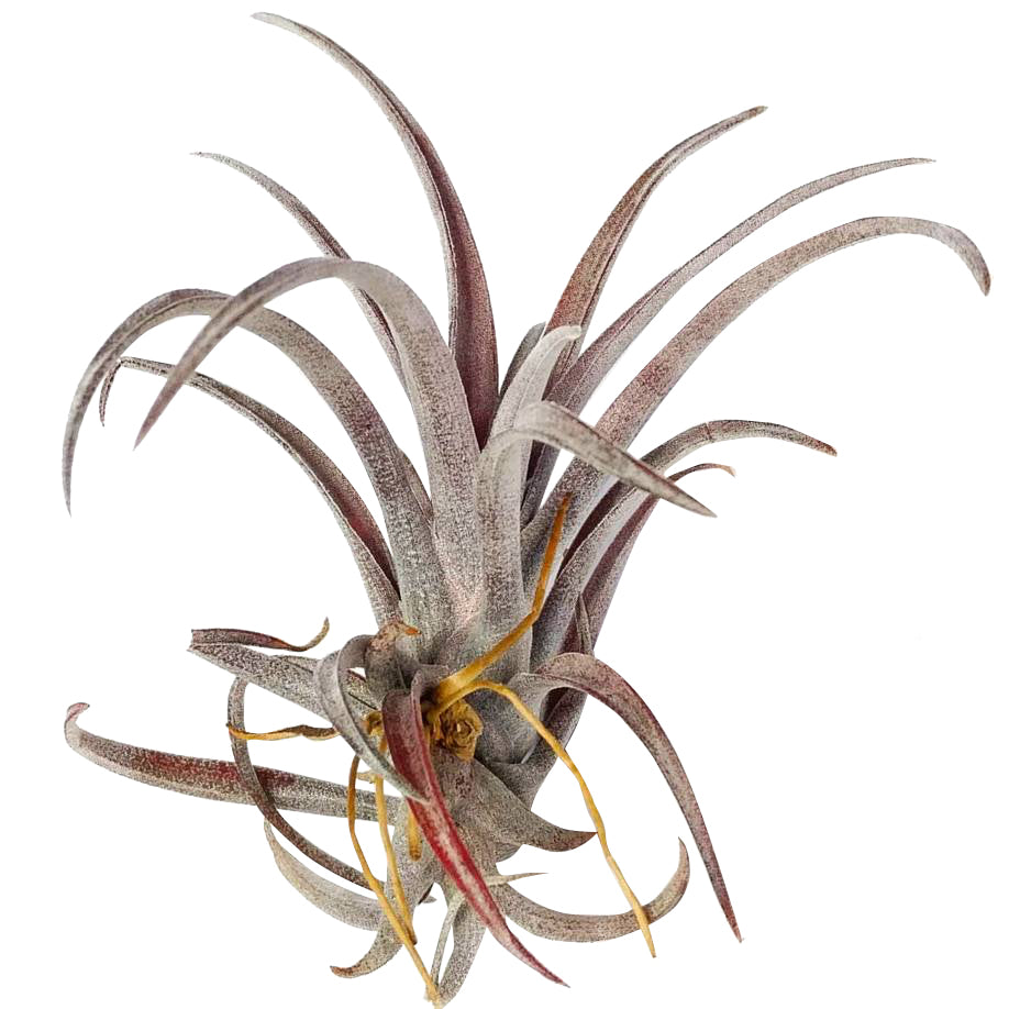 Tillandsia Capitata Dominican Republic Maroon Air Plant for sale, Capitata Dominican Republic air plant for sale, Air plants subscription box delivered monthly, Air plants gift ideas, Air plants home decor ideas, Rare air plants for sale