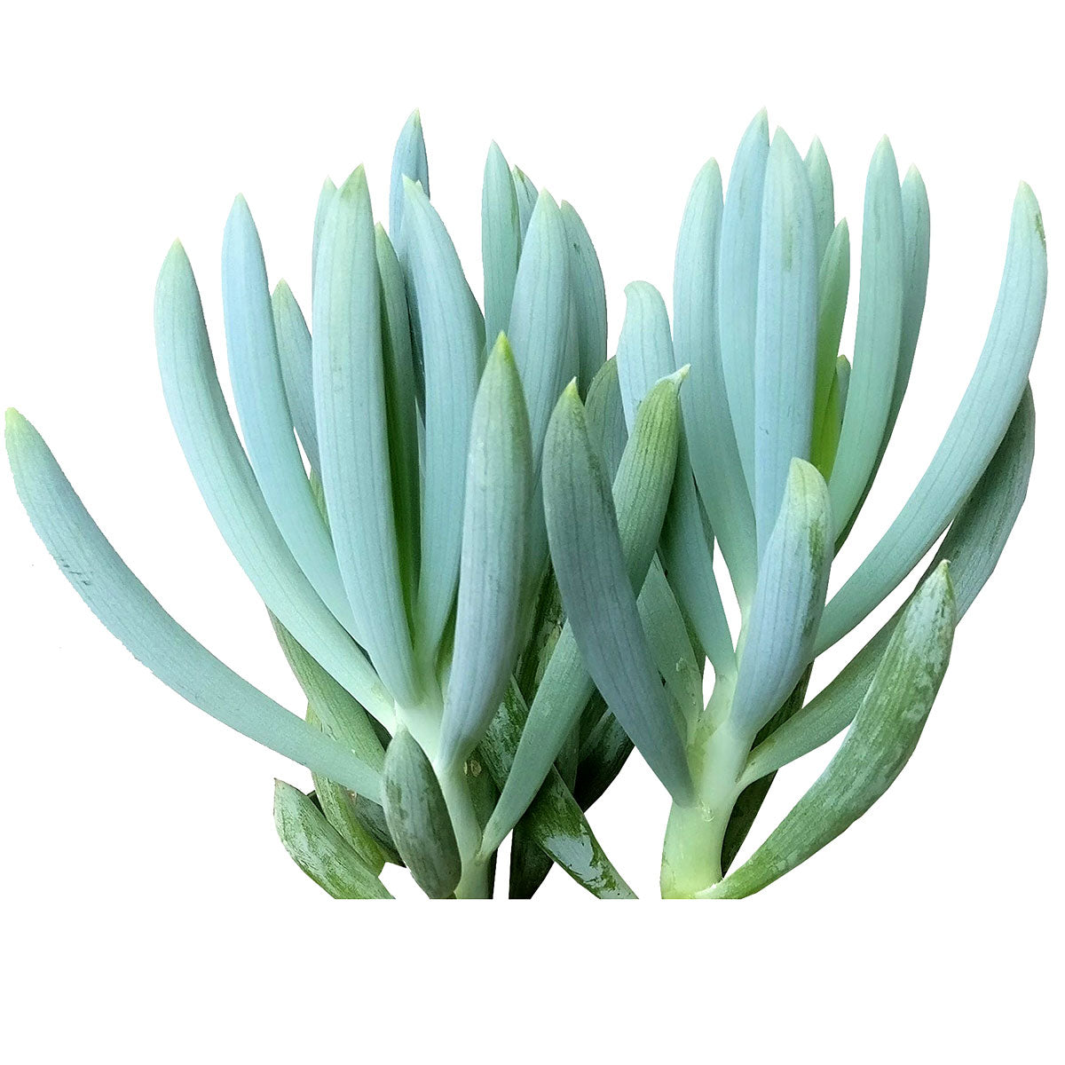 Senecio serpens succulent, succulents shop in California, Succulents shop near me, succulent subscription, succulent care, how to grow succulents, succulents garden, indoor succulents, Succulents, Senecio serpens succulent in California, How to grow Senecio serpens succulent