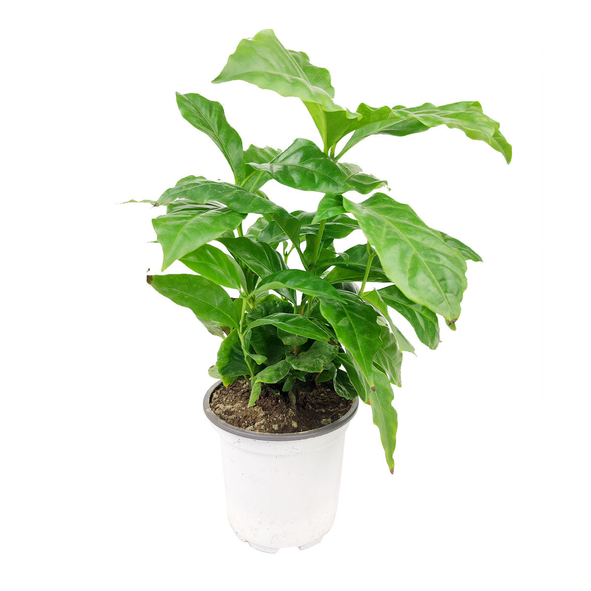 coffee plant, Coffea arabica, coffee plant indoors, coffee plants as houseplants, best place to buy house plants