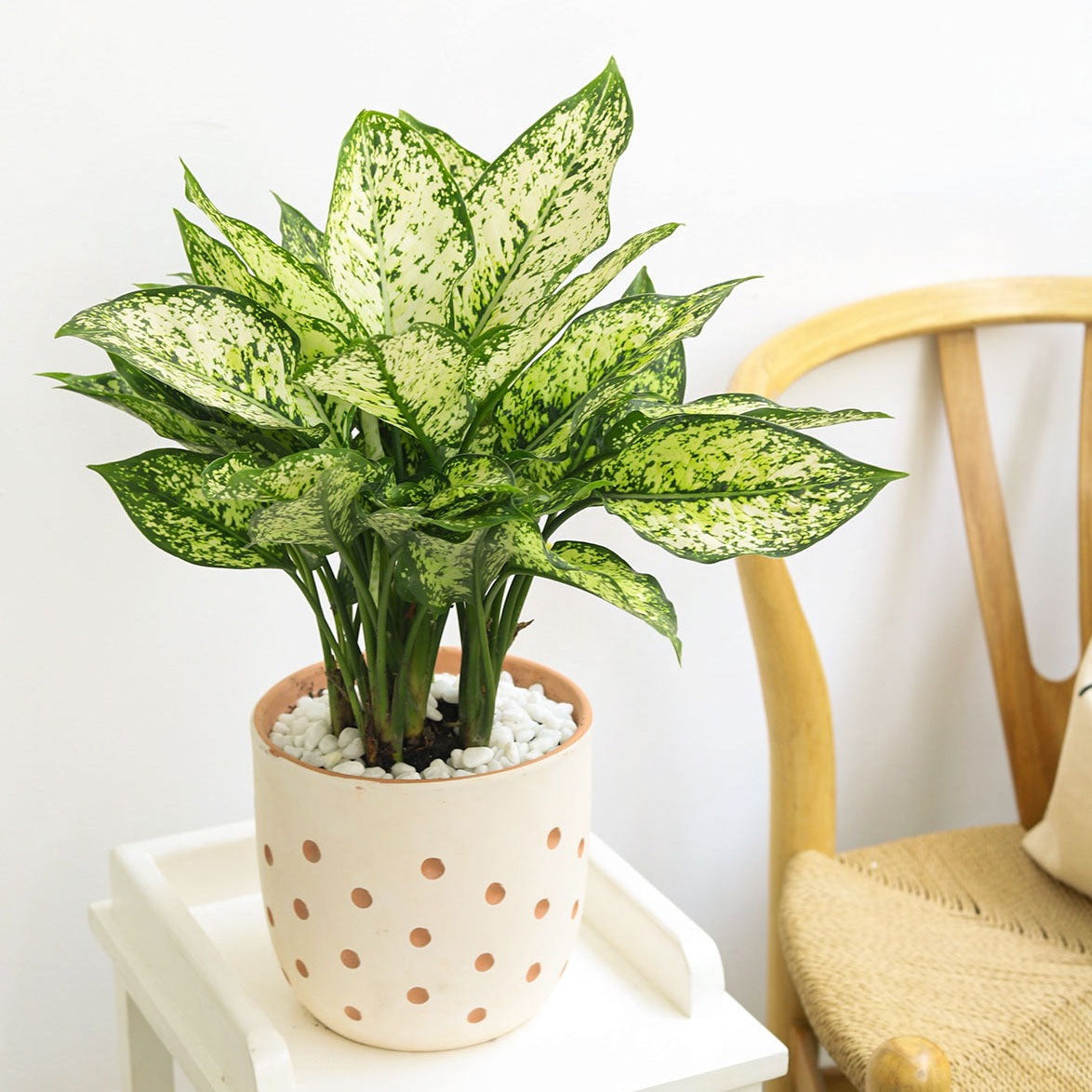 Dieffenbachia Amy, medium-light houseplants, houseplants with colorful foliage, Dumb Cane Amy light and watering requirements, buy plants online cheap