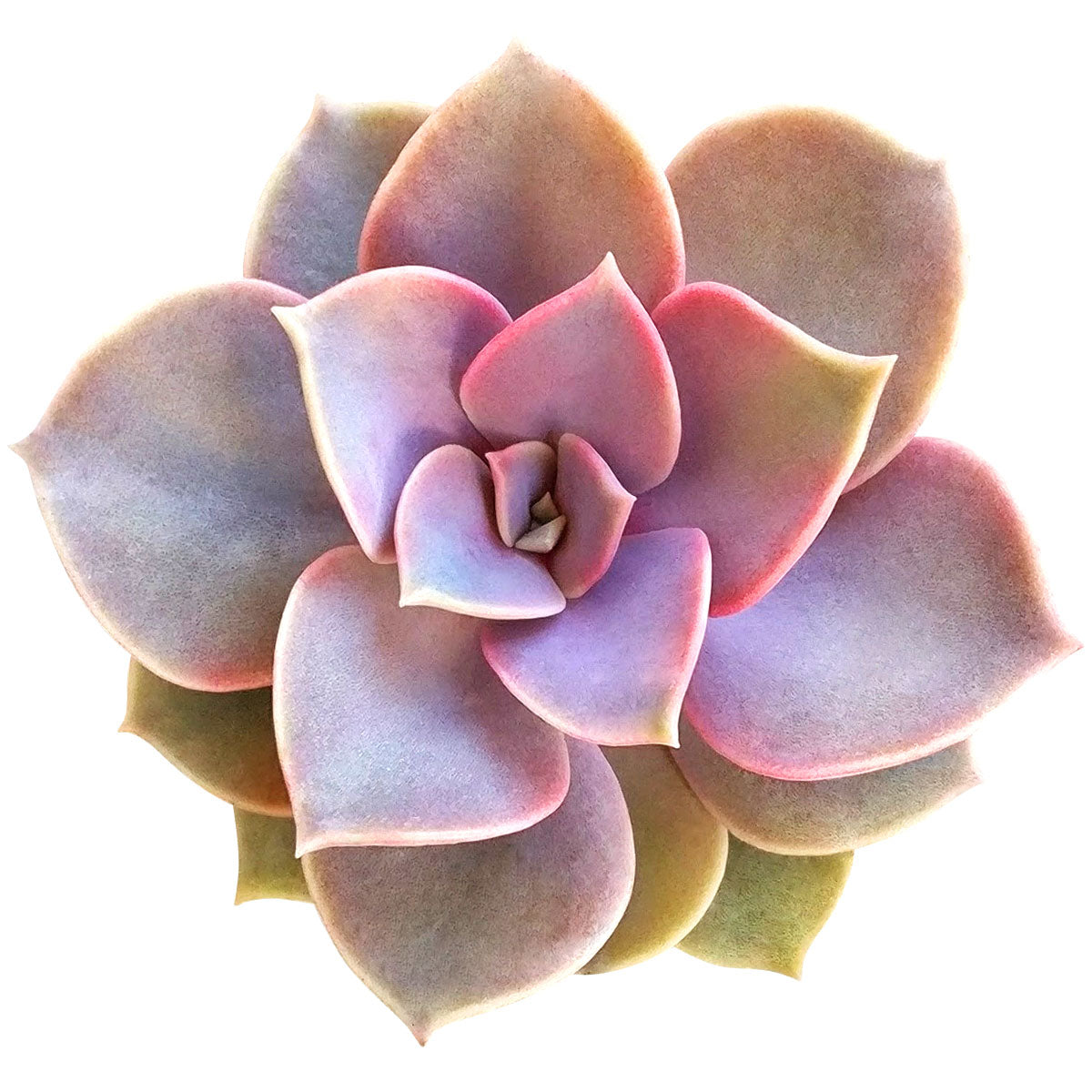 Echeveria