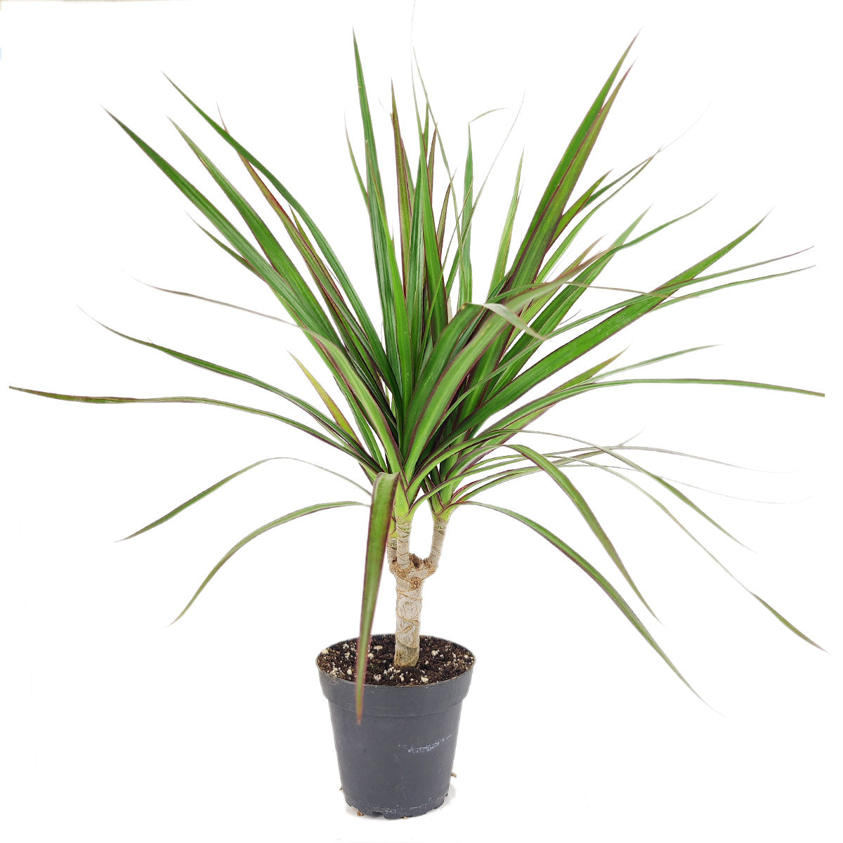 best online nursery california, Green Dracaena Marginata, Dragon Tree, how to care for Dracaena Marginata, easy to care for houseplant, air-purifying houseplant, houseplant for office