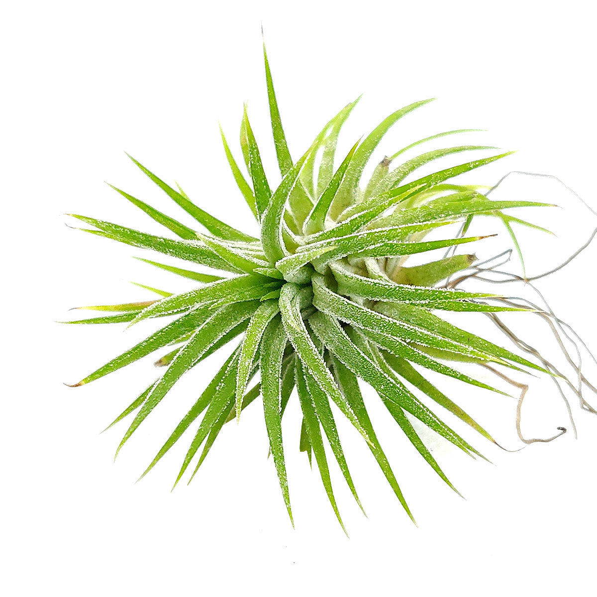 Tillandsia Ionantha Huamelula air plant for sale, unique gift decor ideas, air plant subscription delivery monthly, Tillandsia Ionantha Huamelula with air plant care guide