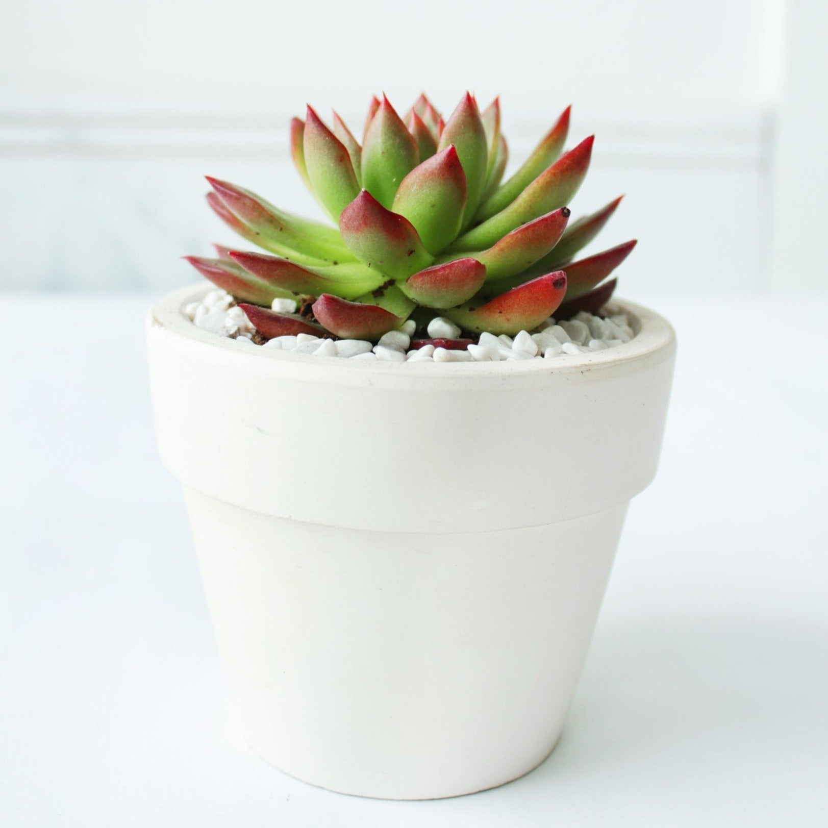 Echeveria Agavoides Lipstick Succulent, Succulent Plant for sale, buy succulent online, Holiday decor ideas, Succulent gifts 