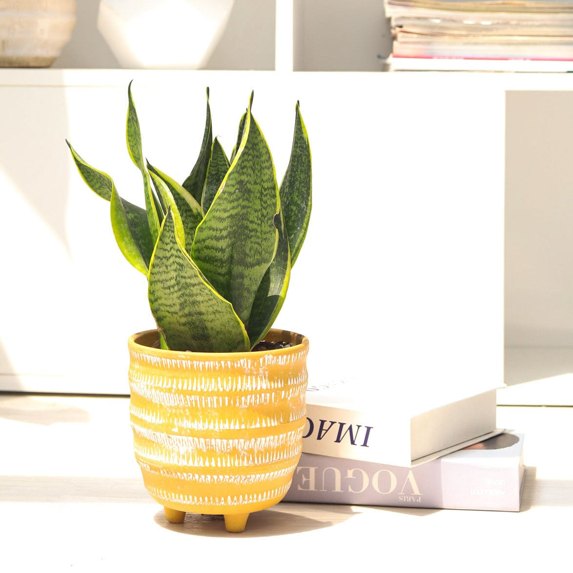 best place to buy outdoor plants online, Snake Plant Sansevieria Laurentii 6 inch, Snake Plant Sansevieria Laurentii 6 inch for sale, buy Snake Plant Sansevieria Laurentii online