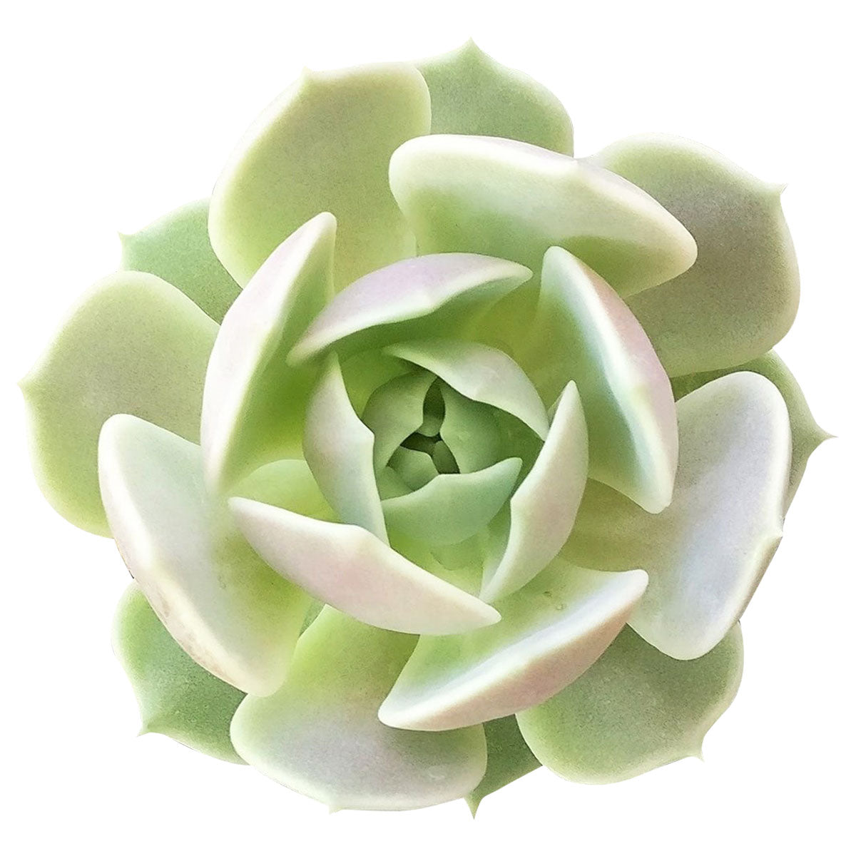 How to care for Echeveria Lola Succulent, How to make your succulent pink, How to change succulent color, How to make Echeveria Lola turn purple, Succulent turning purple, How to make succulents change color, How to grow colorful succulents, echeveria, echeveria succulent, echeveria types, succulent echeveria, buy succulents online, succulent shop, succulent store, echeveria plant, indoor succulents