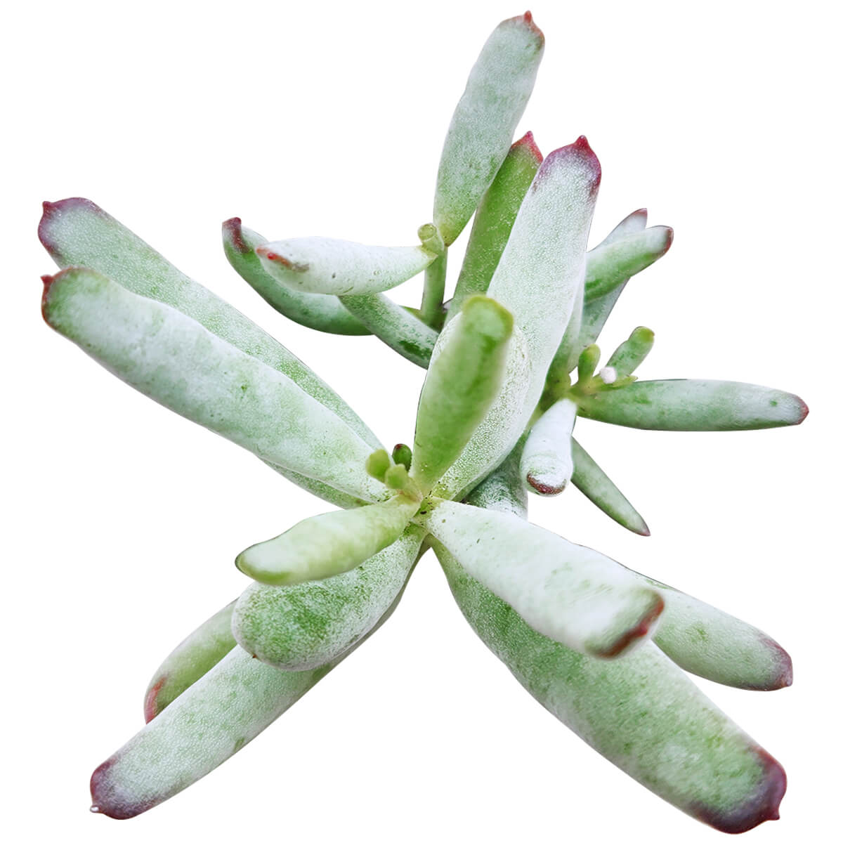 Cotyledon orbiculata var. flanaganii, succulent care tips, indoor succulents, monthly succulents, Succulents, succulent care guide, Succulents shop near me, succulents shop in California, succulent subscription, Cotyledon orbiculata in California, How to grow Cotyledon orbiculata