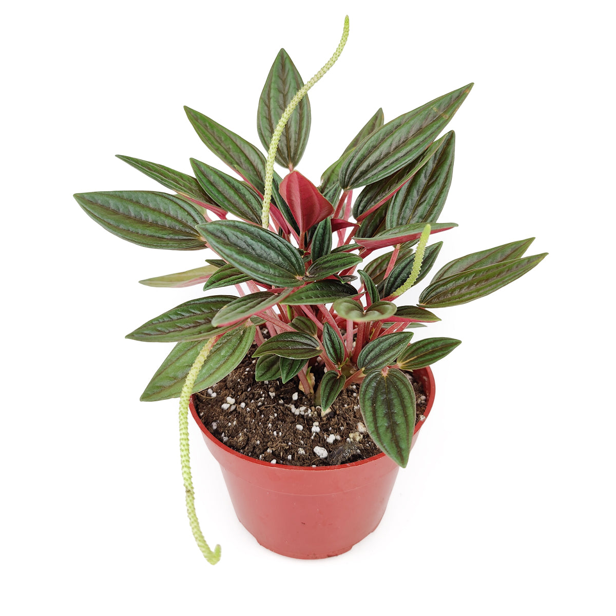 peperomia plants, peperomia houseplant, care for peperomia, peperomia soil, best place to buy indoor plants near me
