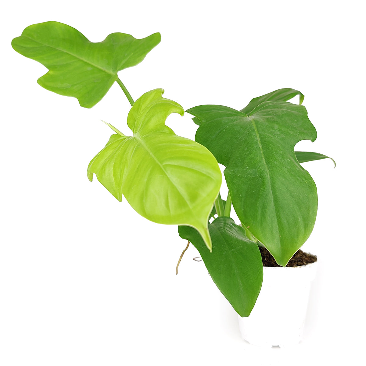 philodendron golden violin care, philodendron bipennifolium common name, philodendron bipennifolium price, bipennifolium aurea philodendron, philodendron bipennifolium golden, best place to buy house plants
