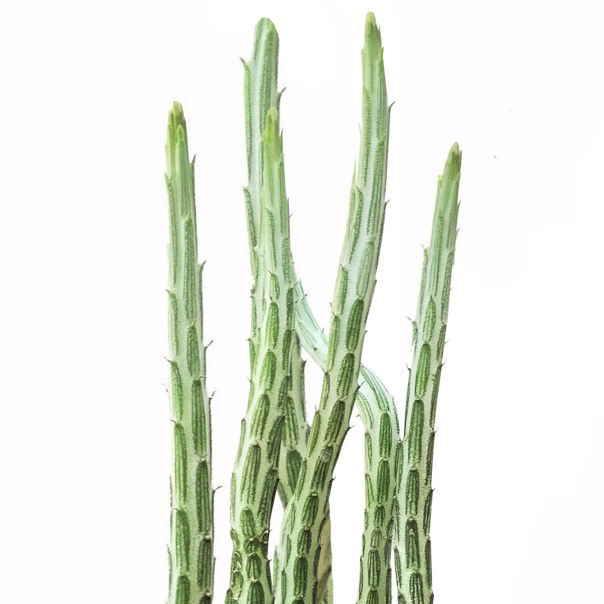 pickle plant, stapelia stemmed senecio, stapelioid kleinia, trailing jade, spider plant, inch worm, candle stick, candle plant, succulent box, succulent green, succulent planter, succulent nursery, growing succulent, live potted plant