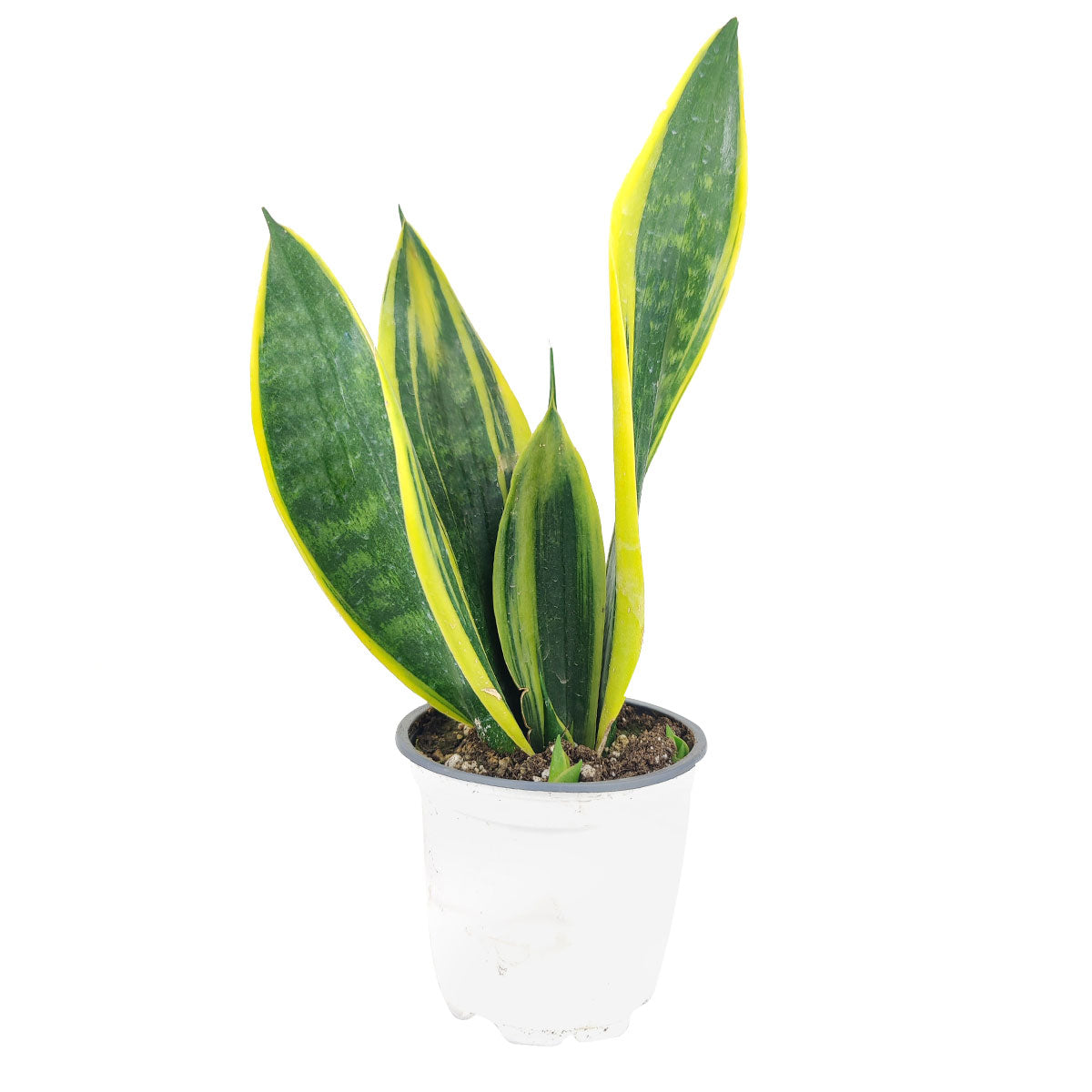 Snake Plant Sansevieria Gold Flame, low light houseplant, best air-purifying plant, online plant nursery california