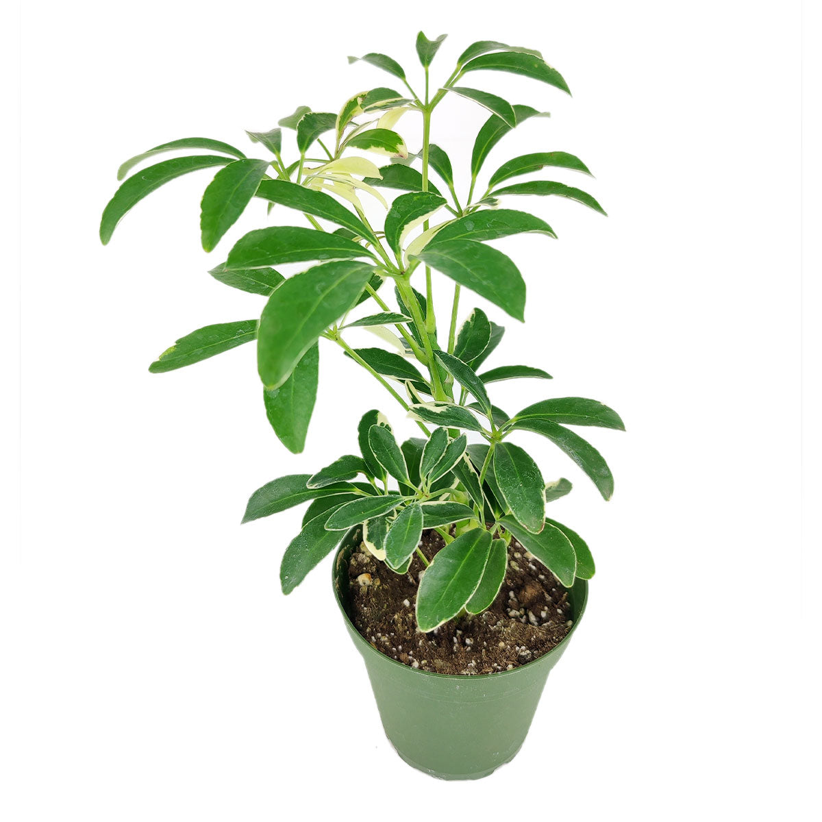 Schefflera Arboricola Variegated, Schefflera Arboricola Variegated plant, Schefflera Arboricola Variegated care, Dwarf Schefflera, Schefflera Arboricola care, Schefflera Arboricola Variegated for sale