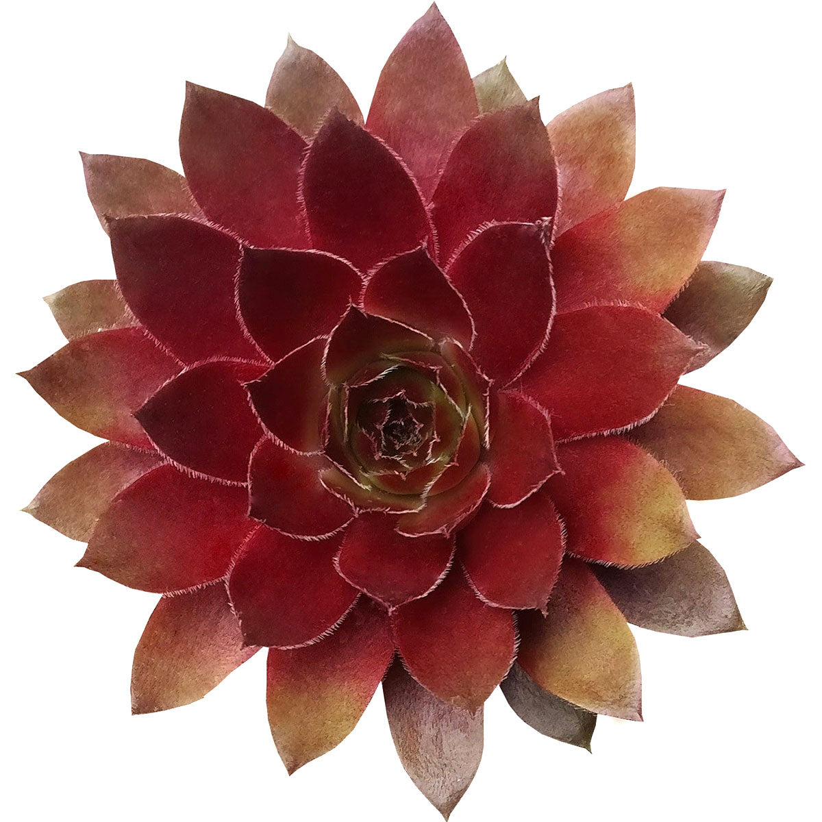 Sempervivum Red Lion for sale, succulent care guide, succulent plant, Succulents shop near me, how to grow succulents, cactus, Succulents, monthly succulents, succulent care, Sempervivum Red Lion in California, How to grow Sempervivum Red Lion, indoor succulents