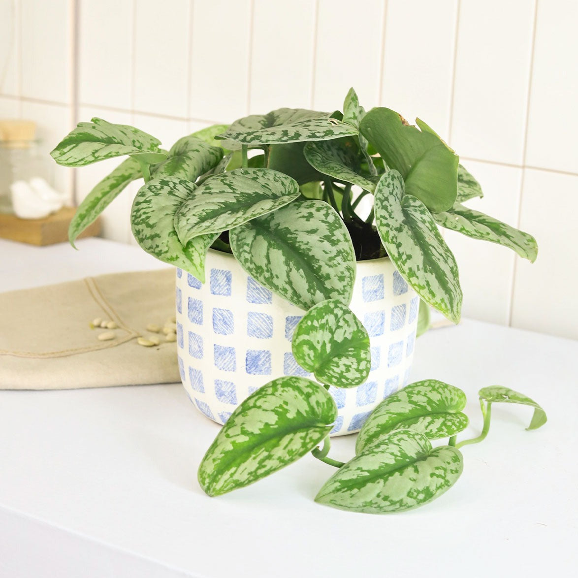 silver splash pothos, silver splash pothos vs satin pothos, silver splash pothos care, silver splash pothos for sale