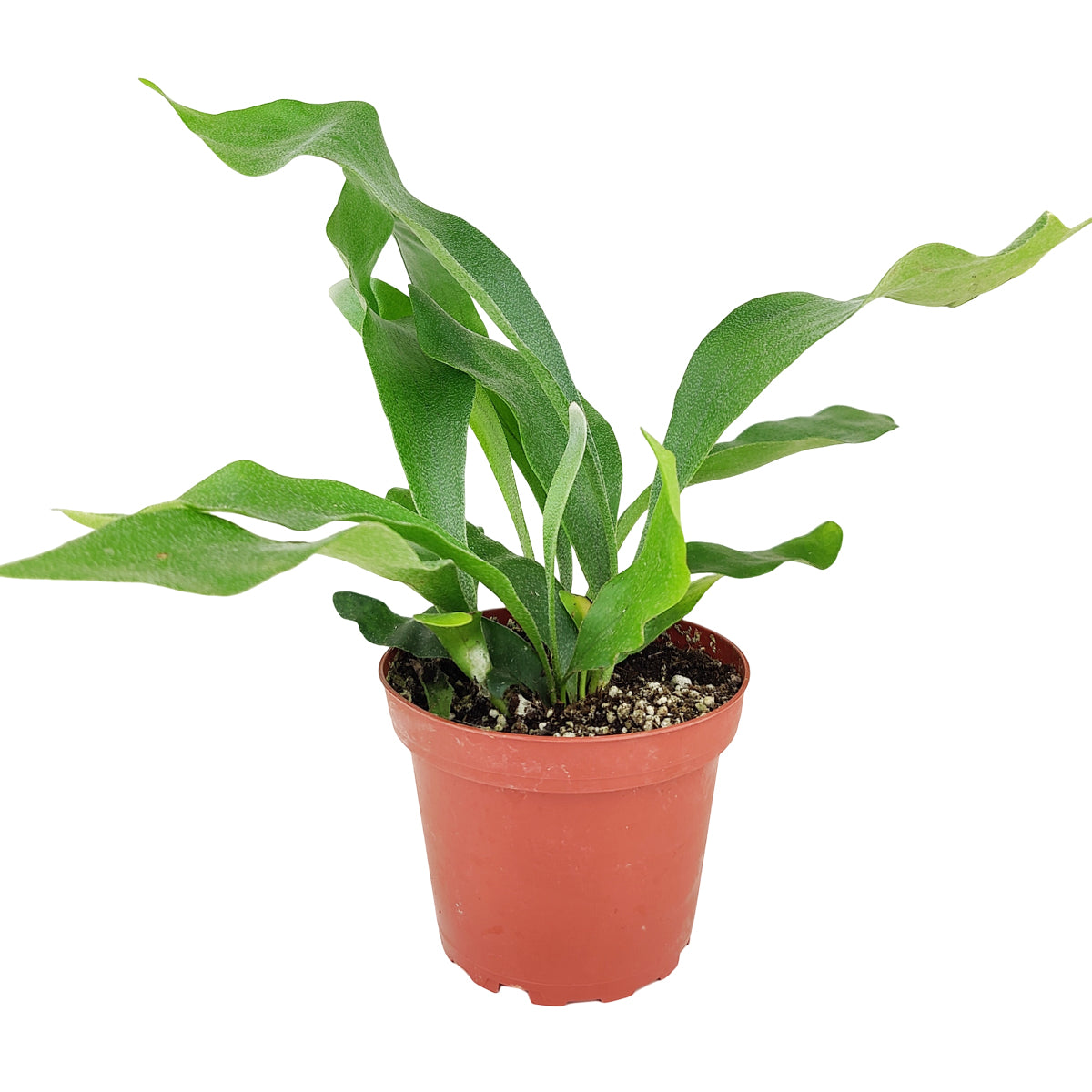 Staghorn Fern, How to Care for Staghorn Fern, Easy Care Houseplants, Indoor Houseplants, best place to buy plants near me