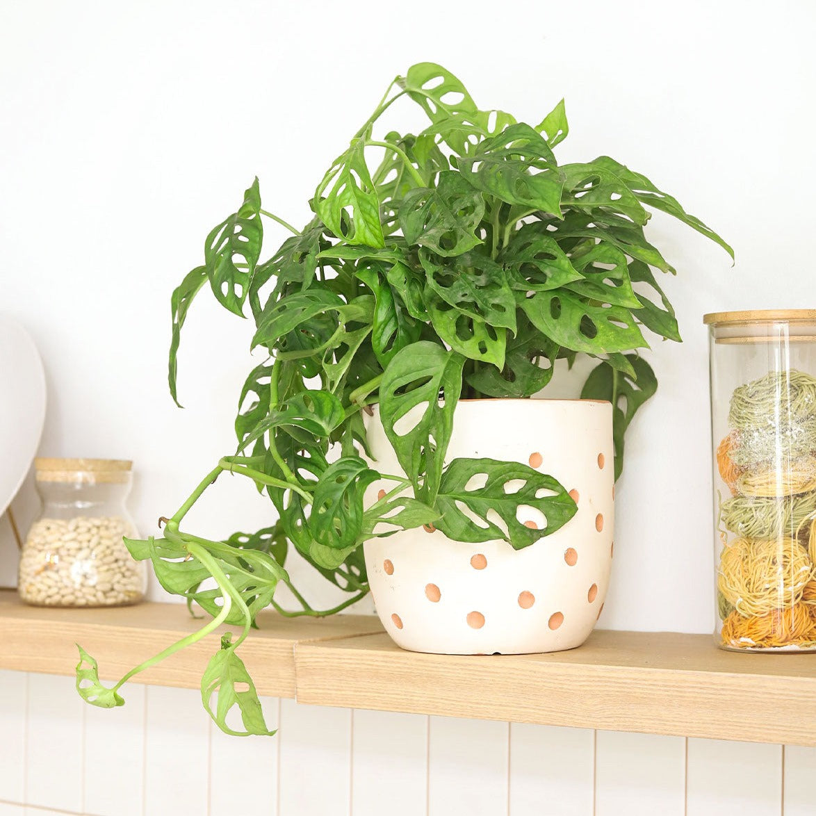 best place to buy plants online
, Swiss Cheese plant, Monstera adansonii, Monstera plant, plant with lacy leaves, best air-purifying plant, vining Monstera for hanging baskets 