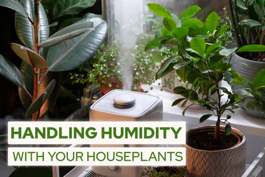 Handling Humidity with Your Houseplants