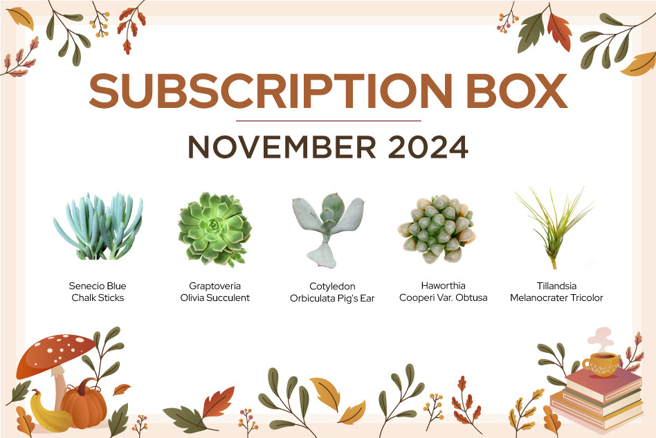 Subscription Succulents Box