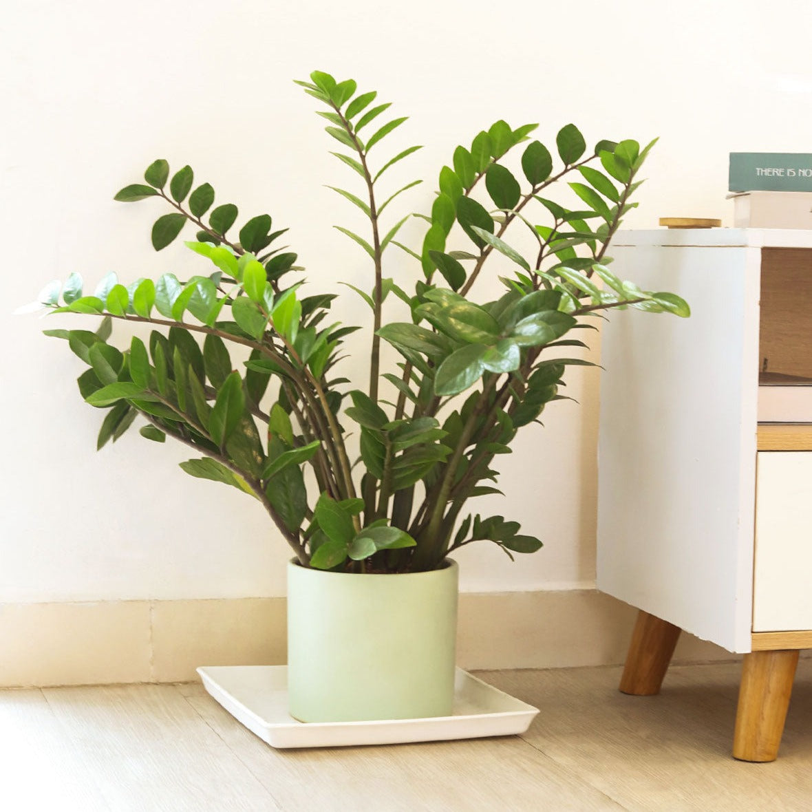 best place to buy house plants, zz plant care, zamioculcas zamiifolia, houseplant for indoor air purifying, best houseplants for low light rooms